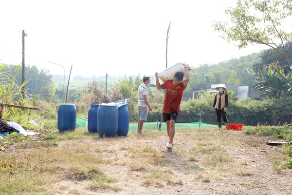 Ngoài việc chăm sóc cá tại các ao, những ngày cuối năm, anh Trần Văn Hậu thường xuyên vác từng bì cá cho khách hàng