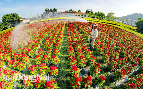 Vườn Xuân. Ảnh: Lê Hữu Thiết