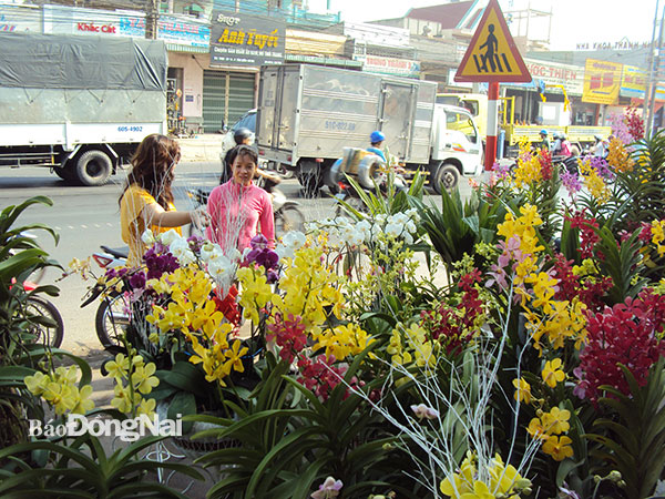 Quốc lộ 1 đoạn qua P.Tân Biên, TP.Biên Hòa, bày bán nhiều loại hoa lan với những màu sắc rực rỡ, thu hút nhiều người đến tham quan, hỏi mua