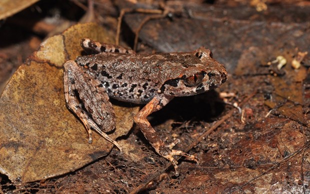 Big-head frog is one of the 91 new species discovered in Vietnam in 2020. 