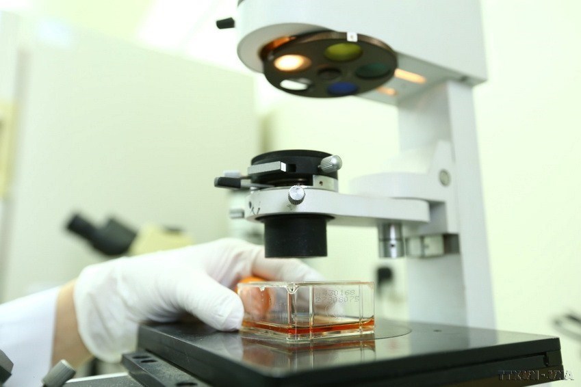 Researchers conduct daily cell culture checks.