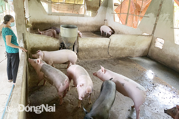 Gần Tết heo hơi đột ngột giảm giá