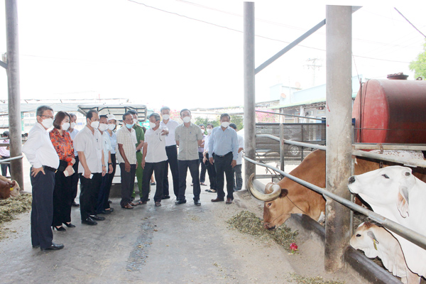 Lãnh đạo tỉnh thăm trang trại chăn nuôi bò Úc xuất khẩu tại xã Xuân Đông. Ảnh: H.LỘC
