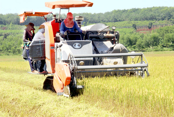 Không còn canh tác lạc hậu, người dân Lộc Quang (H.Lộc Ninh) ngày nay đã cải tiến kỹ thuật trong sản xuất, thu hoạch. Trong ảnh: Người dân trang bị máy gặt liên hoàn để đẩy nhanh tiến độ thu hoạch lúa. Ảnh: Phú Quý