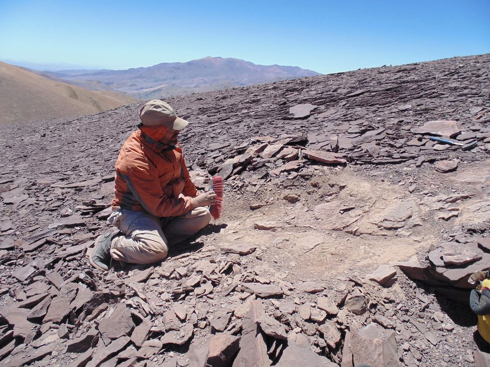 A palaeontologist works at the place where pterosaur fossils were found at 'Tormento' hill in the Atacama desert at Atacama region, Chile, in this undated handout photo provided by the Universidad de Chile on April 4, 2022. 