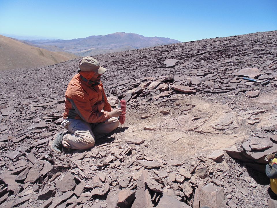 Scientists discover ancient cemetery of flying reptiles in Chile's Atacama desert