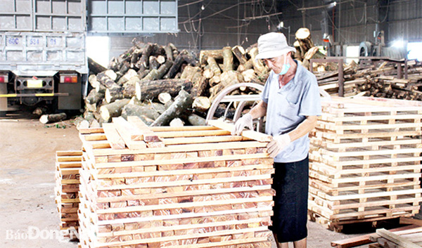 Gỗ cao su là một trong những nguyên liệu gỗ hợp pháp cho ngành sản xuất gỗ. Ảnh: V.Gia