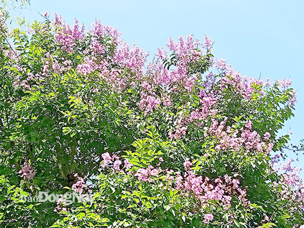 Hoa bằng lăng tại Vườn quốc gia Cát Tiên