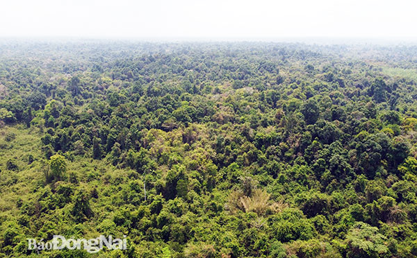 Nhiều lo ngại về việc xây dựng cầu Mã Đà sẽ ảnh hưởng đến rừng tại Khu bảo tồn thiên nhiên- văn hóa Đồng Nai