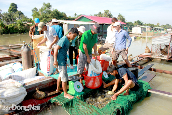 Thu hoạch cá tại bè cá trên sông La Ngà (H.Định Quán). Ảnh: B.Nguyên