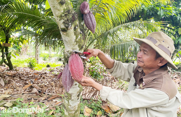 Nông dân chăm sóc vườn ca cao mẫu để phục vụ khách du lịch tham quan tại điểm dừng chân ca cao Trọng Đức