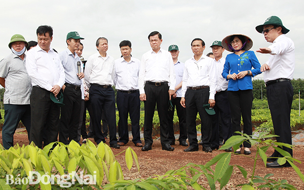 Bí thư Tỉnh ủy Nguyễn Hồng Lĩnh và các đồng chí lãnh đạo tỉnh thăm vườn ươm giống cây cao su của Tổng công ty cao su Đồng Nai