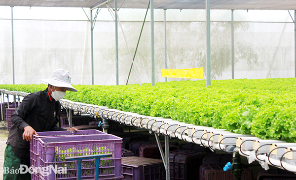 Mô hình trồng rau công nghệ cao tại H.Long Thành. Ảnh: B.Nguyên
