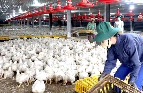 Trang trại nuôi gà đảm bảo an toàn dịch bệnh cung cấp cho thị trường xuất khẩu tại H.Long Thành. Ảnh: Bình Nguyên