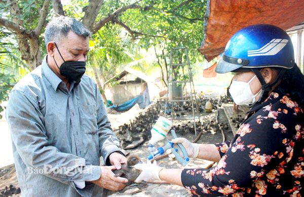 Tổ chức tiêm vaccine cúm gia cầm cho đàn gia cầm tại vùng chăn nuôi an toàn dịch bệnh tại xã Vĩnh Tân (H.Vĩnh Cửu). Ảnh: Bình Nguyên
