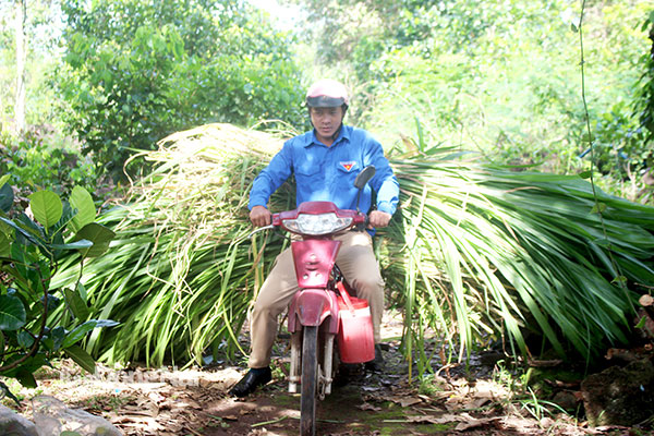 Phó bí thư Đoàn Thanh niên xã Phú Lợi Nguyễn Đình Thao chở cỏ cho dê ăn sau giờ làm việc. Ảnh: Đoàn Phú