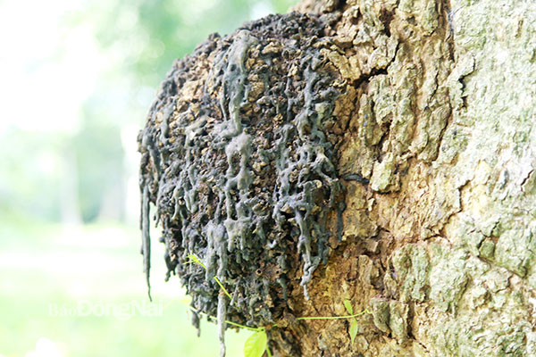 Nhựa tràn ra từ các vết xước trên thân cây cao su