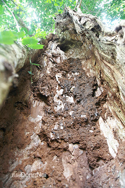 Trong vườn cây cao su hơn trăm tuổi có một số cây đã bị mục ruỗng