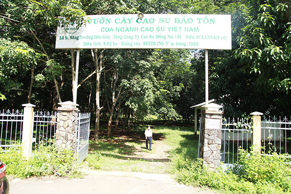 Vườn cây bảo tồn là những hiện vật vô giá của ngành Cao su Đồng Nai
