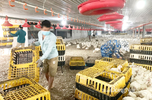 Thu hoạch gà tại trang trại chăn nuôi gà công nghiệp tại H.Long Thành. Ảnh: B.Nguyên
