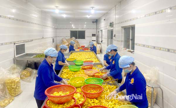 Chế biến trái cây tươi tại một doanh nghiệp ở H.Định Quán. Ảnh: Bình Nguyên