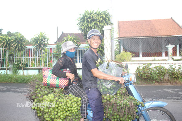 Người thu mua cau thường dùng phương tiện xe máy chuyên chở cho thuận tiện. Ảnh: Đoàn Phú