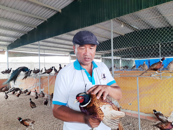 Trang trại nuôi chim trĩ của ông Trần Tuấn Khanh tại H.Xuân Lộc