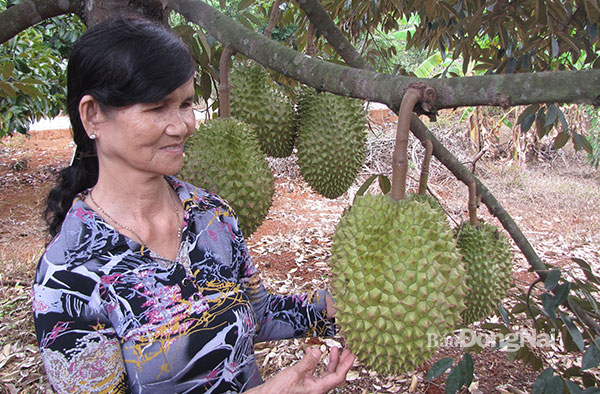 Giống sầu riêng Dona được nhiều nông dân ở Đồng Nai trồng