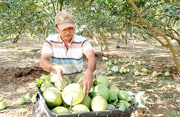 Thu hoạch bưởi tại xã Tân Bình, H.Vĩnh Cửu. Ảnh: Bình Nguyên