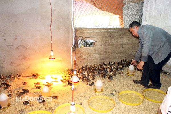 Giá gà giống tăng cao khi vào vụ tái đàn cuối năm. Trong ảnh: Trại nuôi gà tại H.Vĩnh Cửu. Ảnh: Bình Nguyên