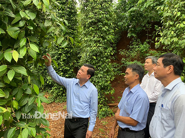 Bí thư Tỉnh ủy Nguyễn Hồng Lĩnh và đoàn khảo sát đến thăm vườn tiêu hữu cơ của ông Trần Đình Bá, nông dân xã Lâm San, H.Cẩm Mỹ. Ảnh: B.Nguyên