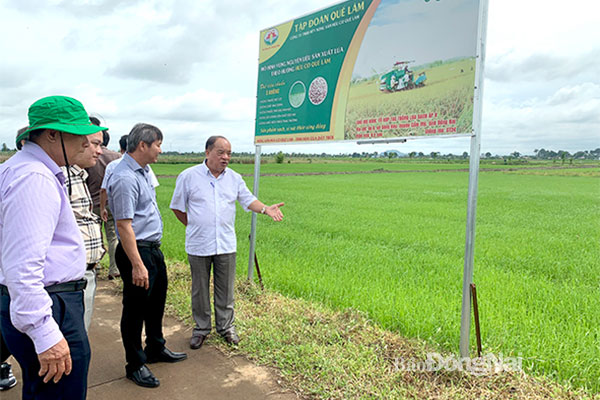 Mô hình sản xuất lúa hữu cơ do Công ty CP Tập đoàn Quế Lâm liên kết với nông dân triển khai tại xã Sông Ray, H.Cẩm Mỹ. Ảnh: B.Nguyên
