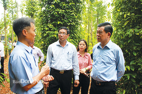 Ủy viên Trung ương Đảng, Bí thư Tỉnh ủy Nguyễn Hồng Lĩnh (bìa phải) tham quan mô hình tiêu hữu cơ của ông Trương Đình Bá, Chủ tịch Hội Nông dân xã Lâm San (H.Cẩm Mỹ). Ảnh: B.Nguyên
