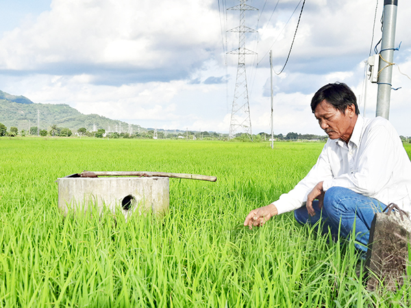 Ông Trần Quang bên cánh đồng lúa ST 24 của HTX Thương mại dịch vụ nông nghiệp Xuân Tiến. Ảnh: NVCC