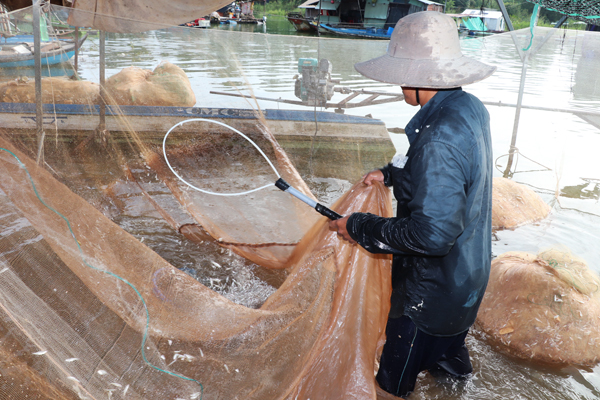 Ngư dân bắt đầu quây lưới rồi dùng vợt đập để thu gom cá cơm. Công việc khá vất vả do phải làm luôn tay và ngâm mình dưới nước hàng giờ