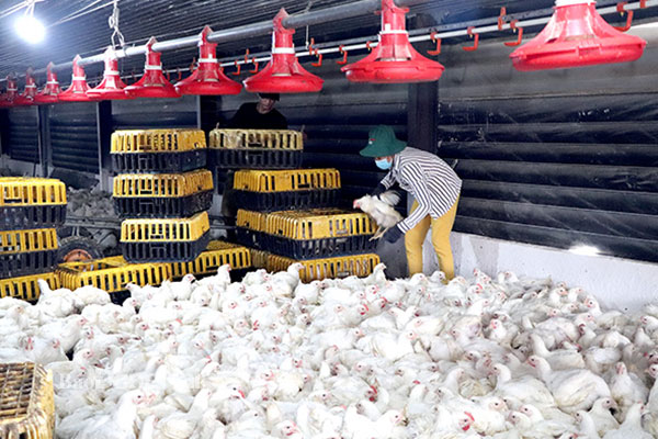 Chuỗi liên kết nuôi gà công nghiệp công nghệ cao cung cấp cho thị trường xuất khẩu của HTX Nông nghiệp công nghệ cao Long Thành Phát (H.Long Thành). Ảnh: B.Nguyên
