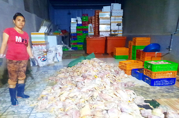 Đoàn kiểm tra liên ngành của tỉnh phát hiện cơ sở chế biến 2,2 tấn gà chết tại P.Trảng Dài (TP.Biên Hòa). Ảnh: T.Tâm