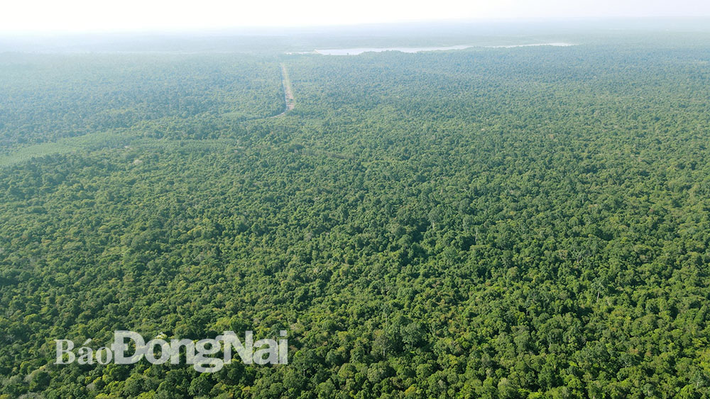 Việc đề xuất xây dựng cầu Mã Đà và tuyến đường đi qua Khu dự trữ sinh quyển thế giới Đồng Nai gây nguy cơ ảnh hưởng đến đến mục tiêu bảo tồn đa dạng sinh học. Ảnh: Phạm Tùng