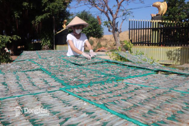 Khô cá kìm, đặc sản ngon của hồ Trị An đã được chứng nhận sản phẩm OCOP của tỉnh. Ảnh: Phơi khô cá kìm tại ấp bến Nôm, xã Phú Cường, H.Định Quán. Ảnh: B.Nguyên