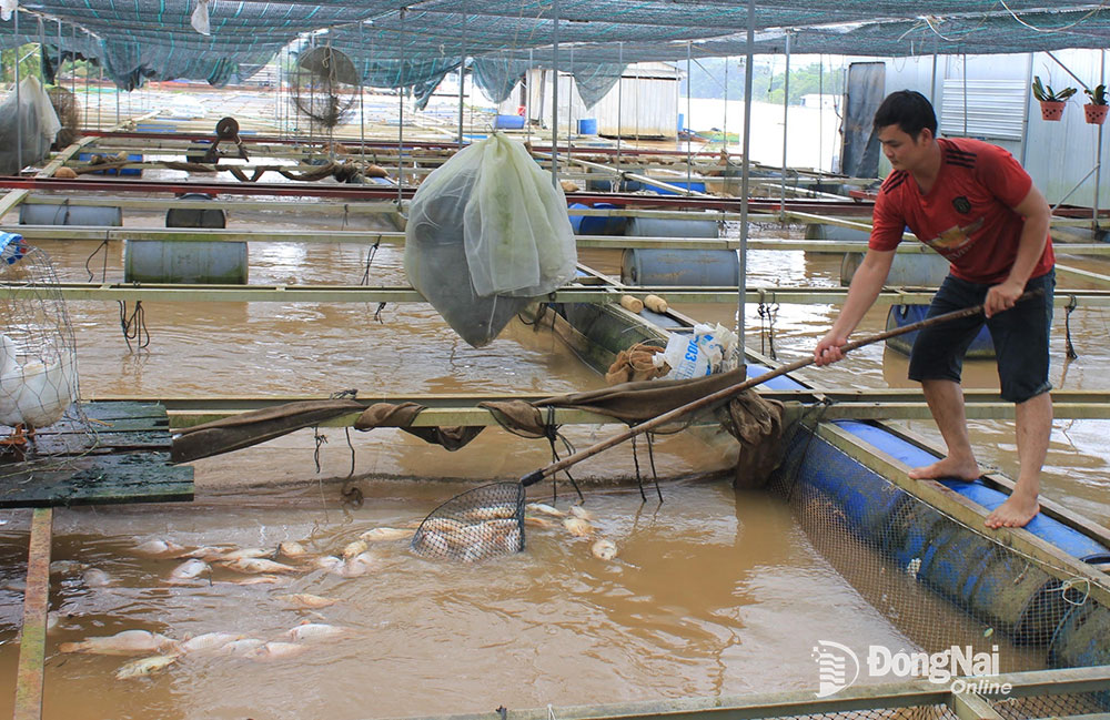 Bè cá tại ấp 8, xã Thanh Sơn, H.Định Quán bị chết hàng tấn cá sau đợt lũ dâng trên sông La Ngà vào đêm ngày 27-7. Ảnh: B.Nguyên