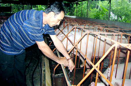 Anh Trần Đức Vinh Quang ở ấp Võ Dõng, xã Gia Kiệm (huyện Thống Nhất) thay đàn heo nái để đẩy năng suất lên 20 heo con/nái/năm. Ảnh: H.GIANG