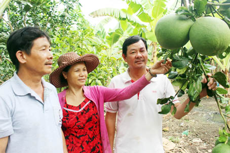 Ngoài nấu rượu nuôi heo, vợ chồng bà Nguyễn Thị Bông - ông Ngô Tùng Đạo (ấp 4, xã Sông Nhạn, huyện Cẩm Mỹ) còn là hộ trồng bưởi giỏi.