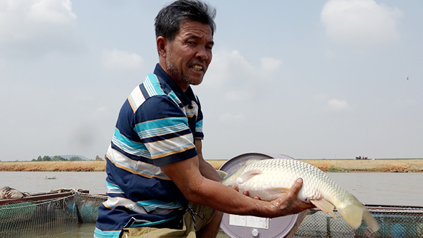 Cá bè hồ Trị An: Dời về vùng nuôi quy hoạch, không lo cá chết